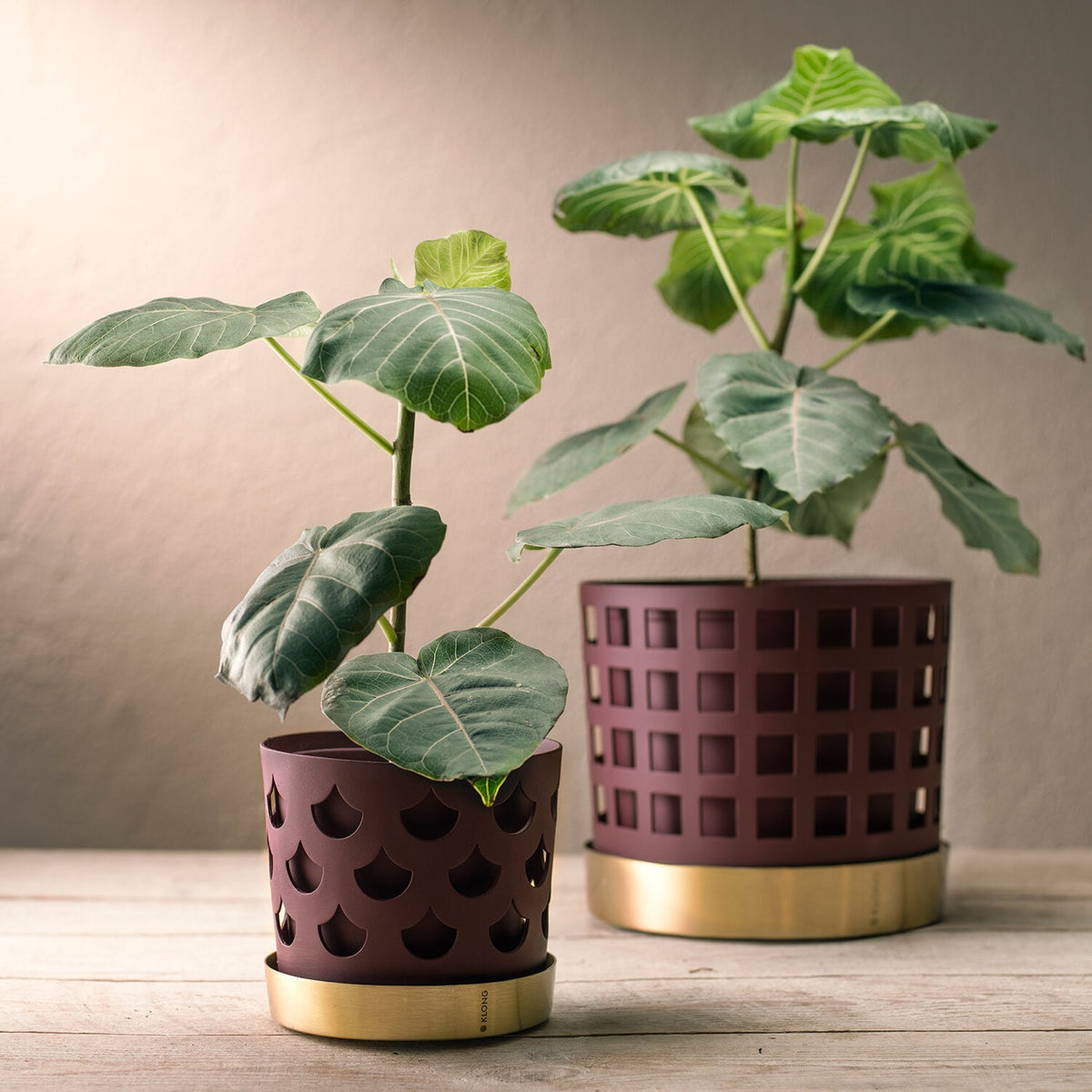 Trio Square Dark Red Flower Pot